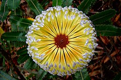 Banksia in the Blue Mountains.jpg