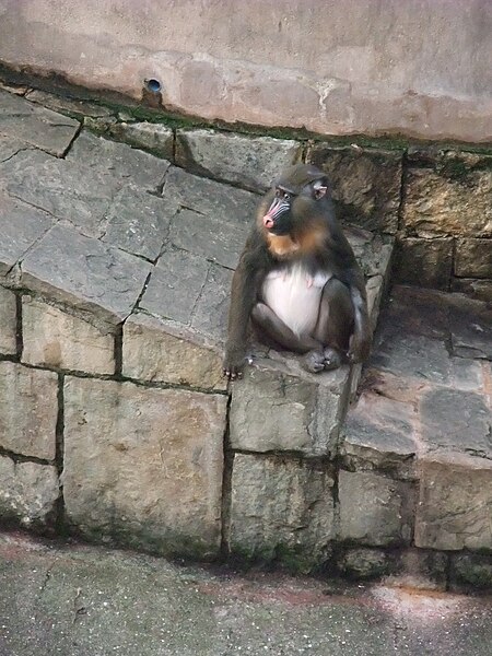 File:Barcelona-Zoo-Mandril (Mandrillus sphinx).jpg