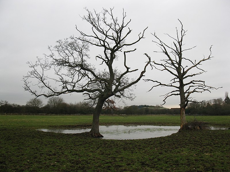 File:Bare trees by the pond - geograph.org.uk - 2253600.jpg