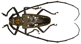 <i>Batocera celebiana</i> Species of beetle