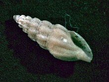 Bela brachystoma 001.jpg 