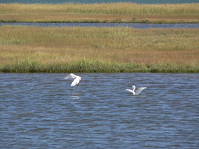 How to get to Belle Isle Marsh Reservation with public transit - About the place