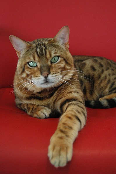 File:Bengal-Kater.jpg