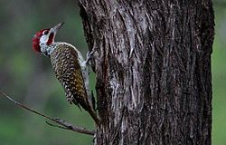 Bennett's Woodpecker, Campethera bennettii at Marakele National Park, Limpopo, South Africa (8328308187).jpg