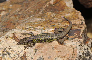 <i>Iberolacerta martinezricai</i> species of reptile