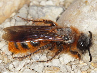 <i>Dasyscolia</i> Species of wasp