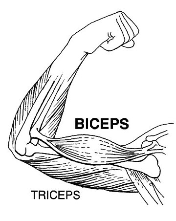 Biceps brachii