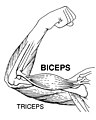 Biceps (PSF).jpg