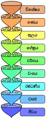 species, genus, family, order, class, phylum, kingdom, domain, life