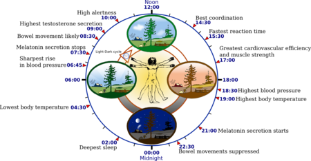 ไฟล์:Biological_clock_human.PNG