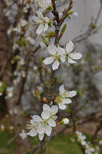 Bullace blossom Biyoki d' tchen fleurs.jpg