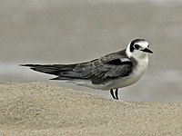 Tern, Black Chlidonias niger