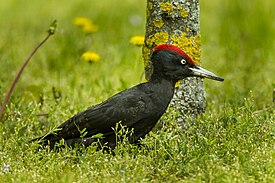 Black Woodpecker taking an ant bath - HungaryCS4E4536 (15788008504).jpg
