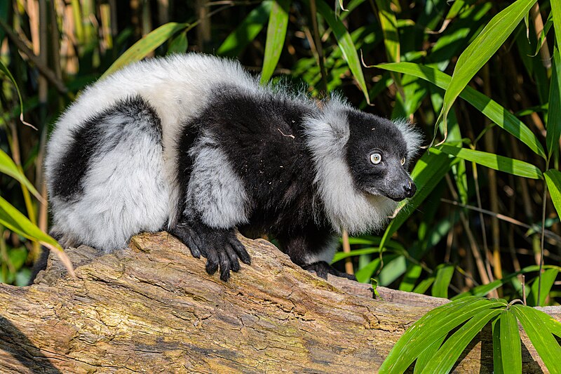 File:Black and white ruffed lemur - 51995161408.jpg