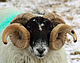 Blackface ram portrait.jpg