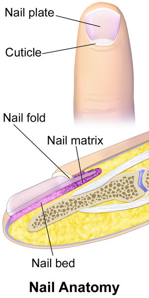 File:Blausen 0406 FingerNailAnatomy.png