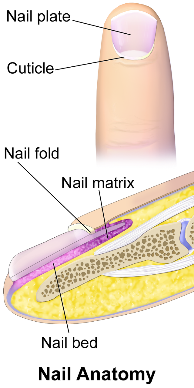 0406 FingerNailAnatomy.png - Wikimedia Commons