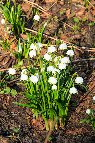 <i>Leucojum vernum</i> Species of flowering plant in the family Amaryllidaceae