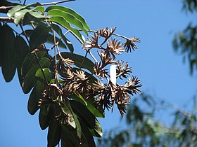 Blepharocarya involucrigera Kewarra 4827.jpg