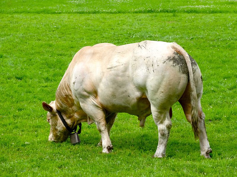 File:Blonde d'Aquitaine stier Tw.jpg