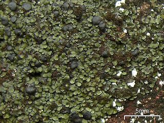 <i>Spilonema</i> Genus of lichen
