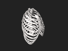 BodyParts3D Rib cage.stl