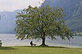 Bohinj lake tree.jpg