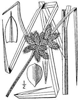 <i>Bolboschoenus robustus</i> Species of flowering plant in the sedge family Cyperaceae