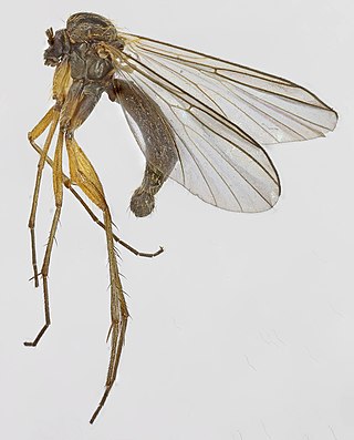 <i>Boletina trispinosa</i> Species of fly