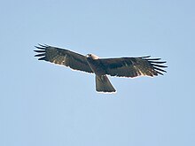 Bonelli's Eagle I- Himachal- IMG 3231.jpg