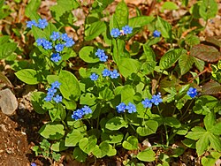 Kevätkaihonkukka (Omphalodes verna)