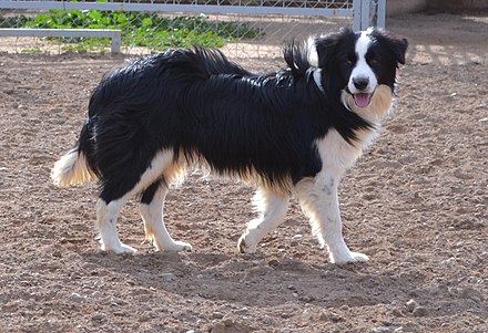 canadian border collie breeders