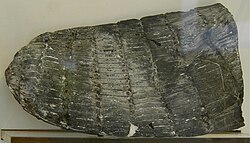 Calamites fossil (huge type of horsetail). Brackenhall Calamites 034.jpg