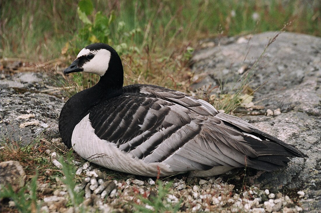 File:Branta leucopsis.jpg