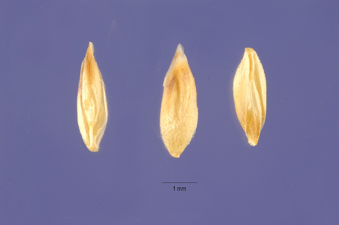 Brizochloa