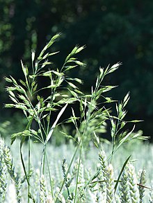 Brome faux-seigle (Bromus secalinus), graminée des lieux incultes