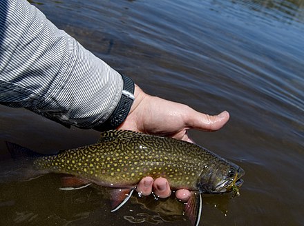 Brook trout from lake in Wyoming's Wind River Range