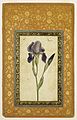 گل زنبق، نگاره‌ای از محمد زمان، موزهٔ بروکلین.