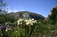 Brunia nodiflora