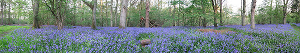 A Panoramic in the north-east of Bucknell Wood, part of Whittlewood Forest Bucknell Wood - Bluebells.jpg