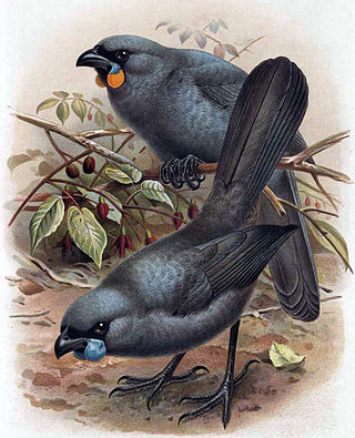 <span class="mw-page-title-main">South Island kōkako</span> Species of bird