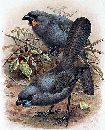 South Island kōkako