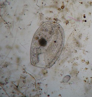 <i>Bursaria</i> (ciliate) Genus of single-celled organisms