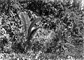 COLLECTIE TROPENMUSEUM Vegetatie van Spomoea en Nipa op de Krakatau TMnr 10027434.jpg