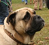 Massive head with a broad and powerful jaw Ca de bou glowa rybnik-kamien pl.jpg