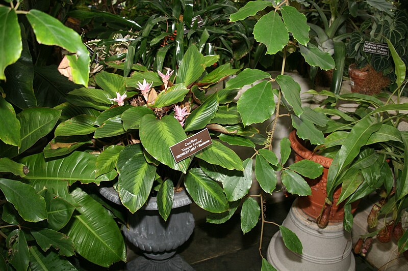 File:Calathea Kopper Krome (3073322840).jpg