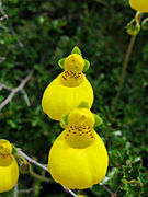 Pantoflíček dvoukvětý (Calceolaria biflora)