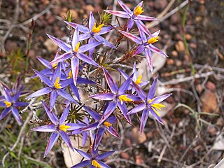 <i>Calectasia grandiflora</i> Species of flowering plant
