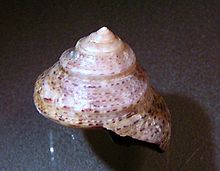 Calliostoma eximium 001.jpg 