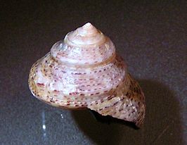 Calliostoma eximium